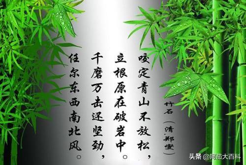 咬定青山不放松（咬定青山不放松的下一句）