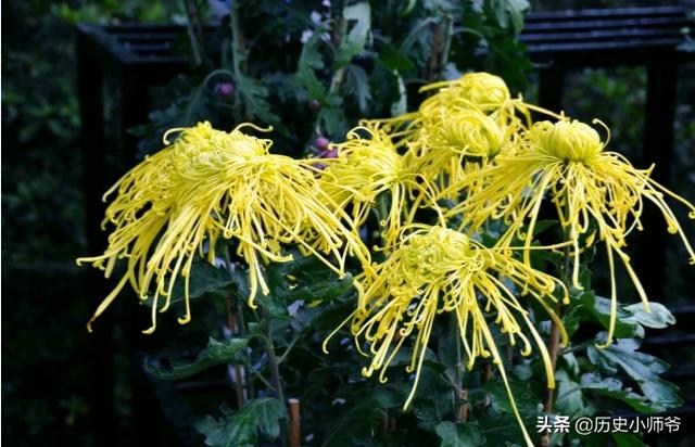 我花开后百花杀（我花开后百花杀满城尽带黄金甲这首诗）